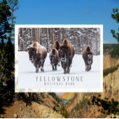 Frostiger Bison auf schneebedeckter Straße, Yellow Postkarte