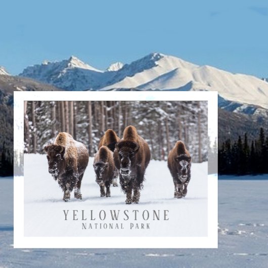 Frostiger Bison auf schneebedeckter Straße, Yellow Postkarte