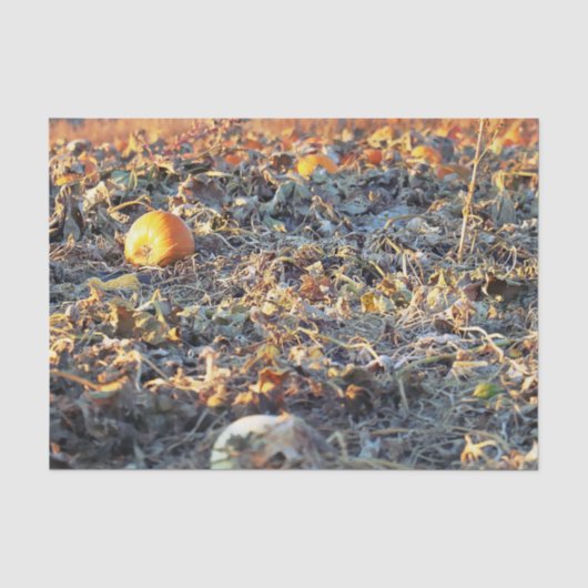 Frostiger Kürbispatch Seidenpapier (Vorderseite)