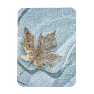 Frostiges Ahornblatt auf Eis gefroren Magnet