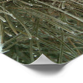 Frostkiefer Poster (Ecke)