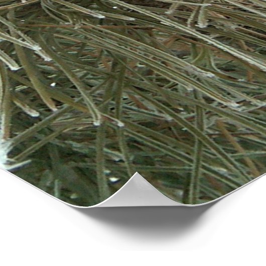 Frostkiefer Poster (Ecke)