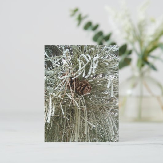 Frostkiefer Postkarte (Stehend Vorderseite)