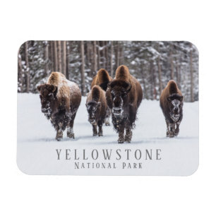 Frosty Bison on Snowy Road, Yellowstone NP, WY Magnet