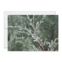 Frosty Evergreen Christmas Nature Foto