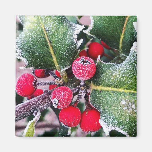 Frosty Holly Magnet (Vorne)