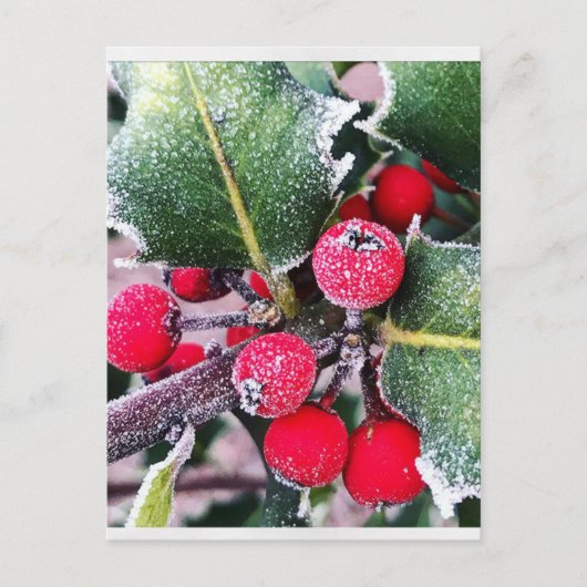 Frosty Holly Postkarte (Vorderseite)