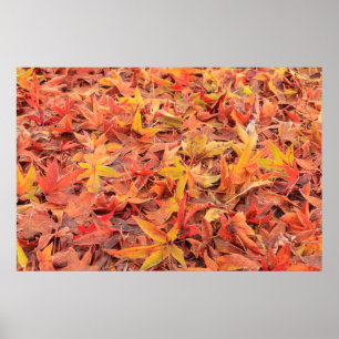 Frosty Morgens, Mill Creek, WA, USA Poster