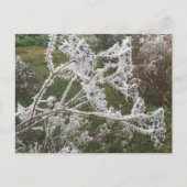 Frosty Morning Garden Postkarte (Vorderseite)