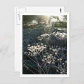 Frosty Morning in Cheshire Postcard Postkarte (Vorne/Hinten)
