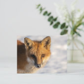 Frosty Nose Fox Postkarte (Stehend Vorderseite)