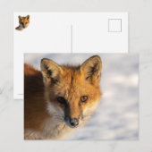 Frosty Nose Fox Postkarte (Vorne/Hinten)