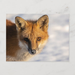 Frosty Nose Fox Postkarte