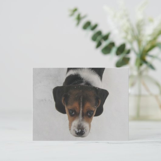 Frosty Nose Postkarte (Stehend Vorderseite)