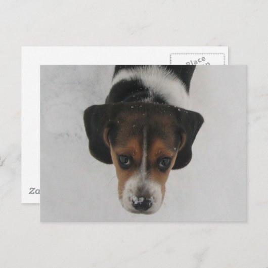 Frosty Nose Postkarte (Vorne/Hinten)