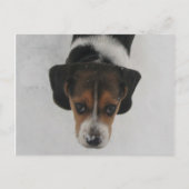 Frosty Nose Postkarte (Vorderseite)