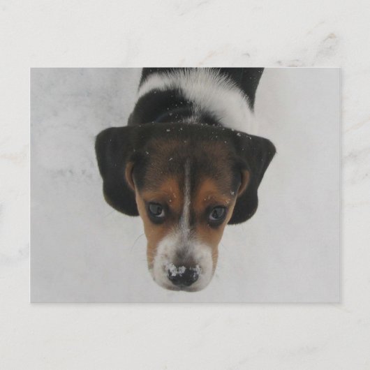 Frosty Nose Postkarte (Vorderseite)