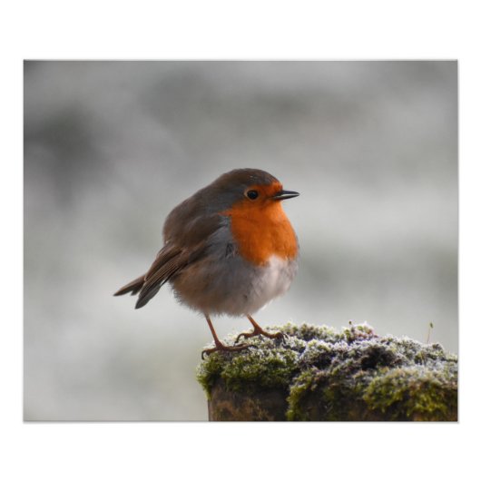 Frosty Robin Fotodruck (Vorne)