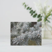 Frosty Spruce Postcard Postkarte (Stehend Vorderseite)