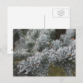 Frosty Spruce Postcard Postkarte (Vorne/Hinten)