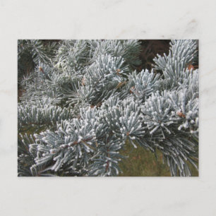 Frosty Spruce Postcard Postkarte