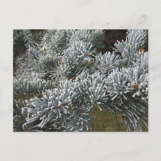 Frosty Spruce Postcard Postkarte (Vorderseite)