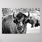 Frosty Yellowstone Bison Poster (Vorne)