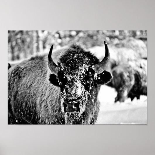 Frosty Yellowstone Bison Poster (Vorne)