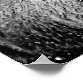 Frosty Yellowstone Bison Poster (Ecke)