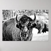 Frosty Yellowstone Bison Poster (Vorne)