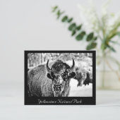 Frosty Yellowstone Bison Postkarte (Stehend Vorderseite)