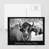 Frosty Yellowstone Bison Postkarte (Vorne/Hinten)