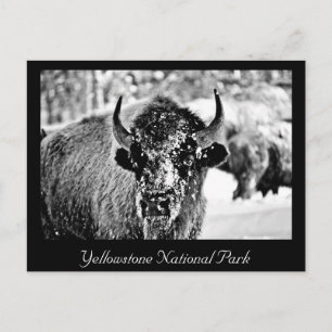 Frosty Yellowstone Bison Postkarte