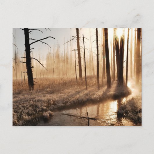 Frosty Yellowstone Morning Postkarte (Vorderseite)
