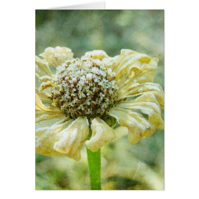 Frosty Zinna (Vorne)