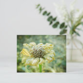 Frosty Zinna Postkarte (Stehend Vorderseite)