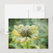 Frosty Zinna Postkarte (Vorne/Hinten)