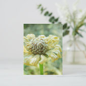 Frosty Zinna Postkarte (Stehend Vorderseite)