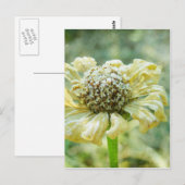 Frosty Zinna Postkarte (Vorne/Hinten)