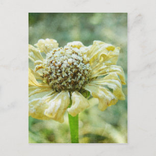 Frosty Zinna Postkarte