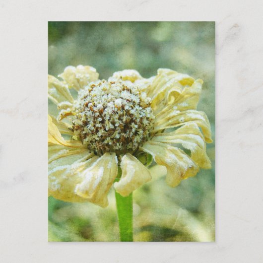 Frosty Zinna Postkarte (Vorderseite)