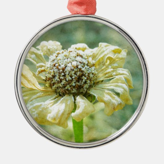 Frosty Zinna Silbernes Ornament (Vorne)