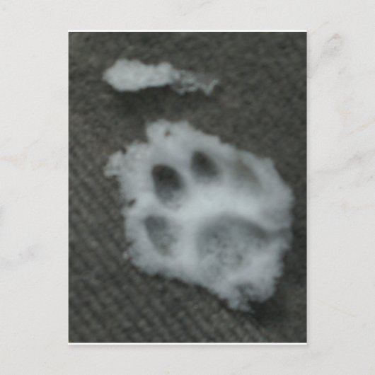 Frozen Cat's Paw Postkarte (Vorderseite)