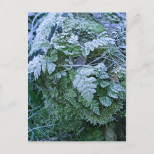 Frozen Fern auf einer Baumstumpf-Postkarte Postkarte