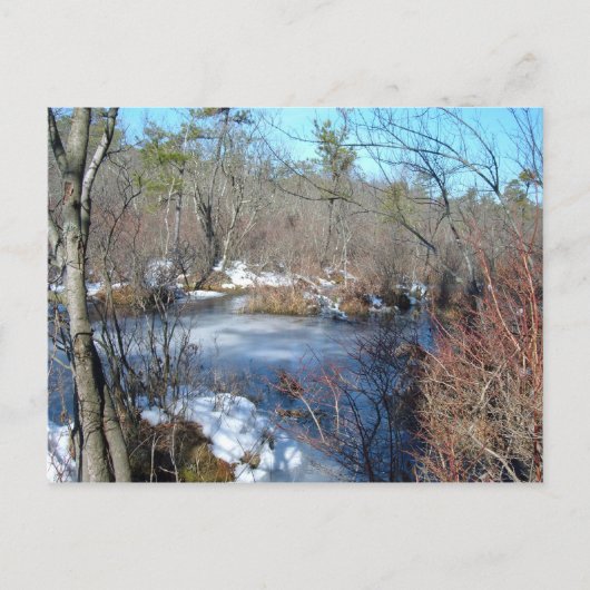 Frozen Wetlands Pond Postkarte (Vorderseite)