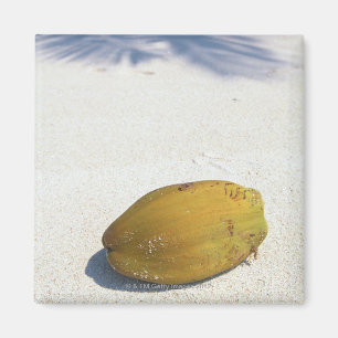 Frucht der Palme Magnet