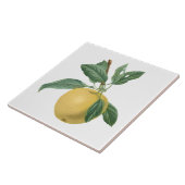 Fruchtapfel Botanische Illustration Fliese (Seite)