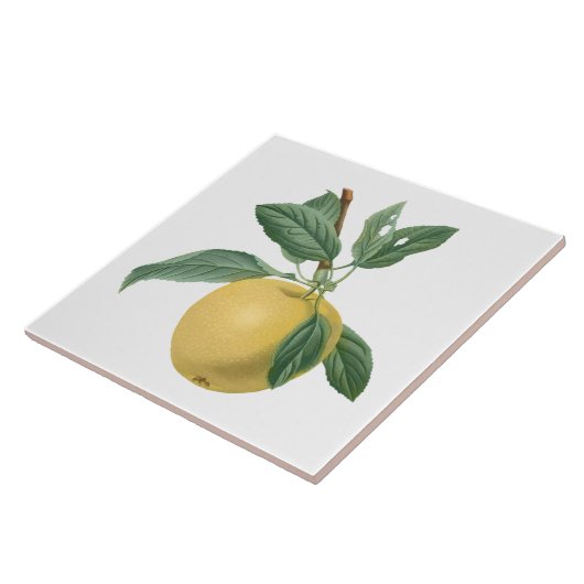 Fruchtapfel Botanische Illustration Fliese (Seite)