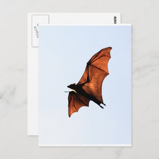 Fruchtbat (Fliegenfuchs) Postkarte (Vorne/Hinten)