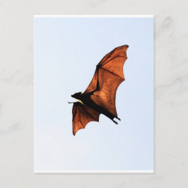 Fruchtbat (Fliegenfuchs) Postkarte